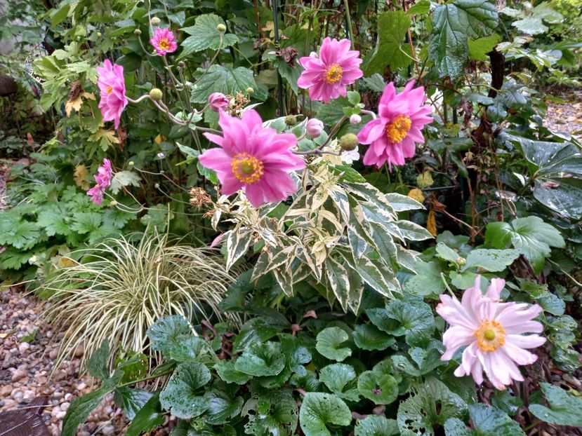 Anemone Pamina și Monte Rose - Grădina 2022 continuare 4