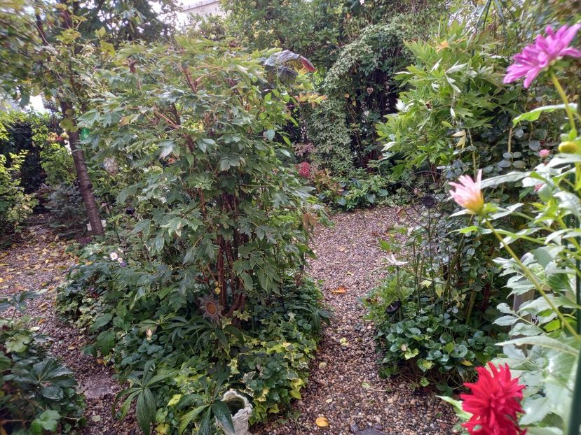  - Grădina 2022 continuare 4