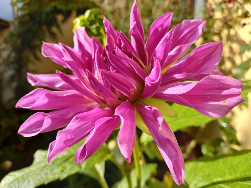  - Grădina 2022 continuare 4