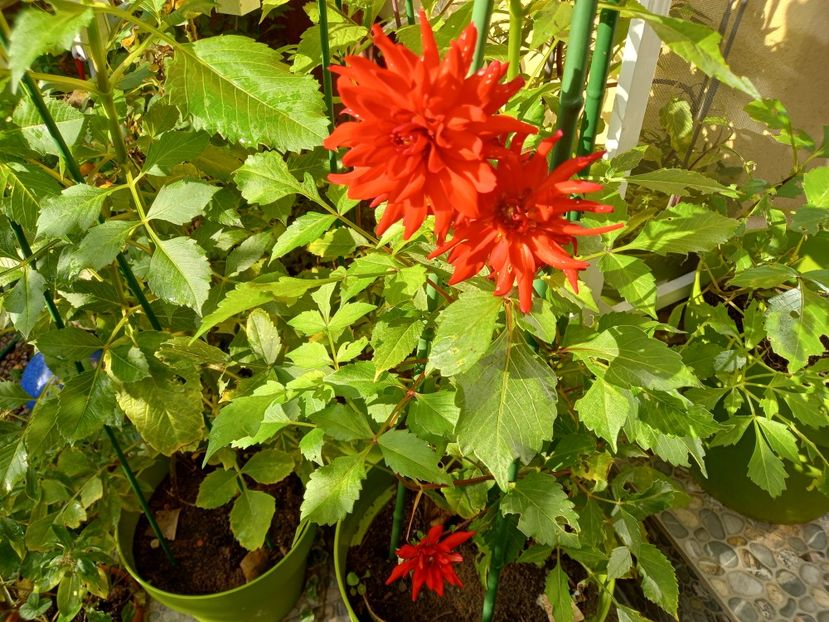  - Grădina 2022 continuare 4