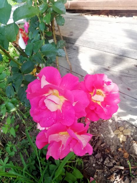 Bajazzo 2022 - Bajazo