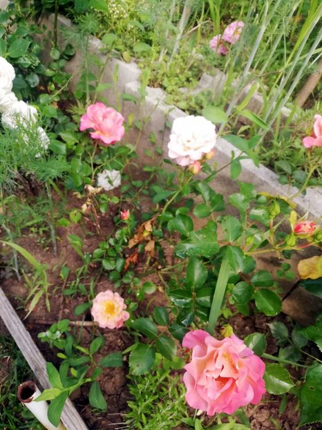 Cubana 2022 - Cubana