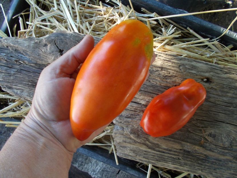  - SEMINTE ROSII - T 982 PEPPER GIANT