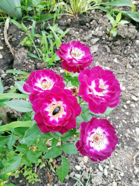 Diamond Eyes1 2022 - Diamond Eyes