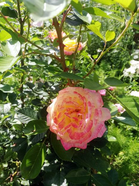 Gartenspass 2022 (3) - Gartenspass