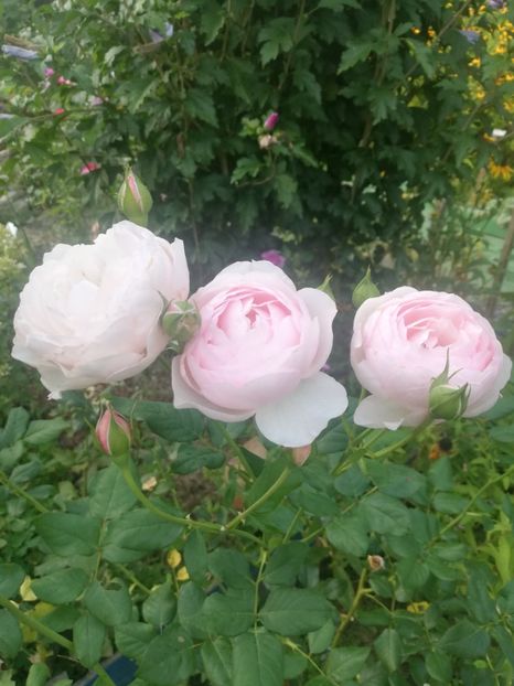 Heritage 2022 - Heritage