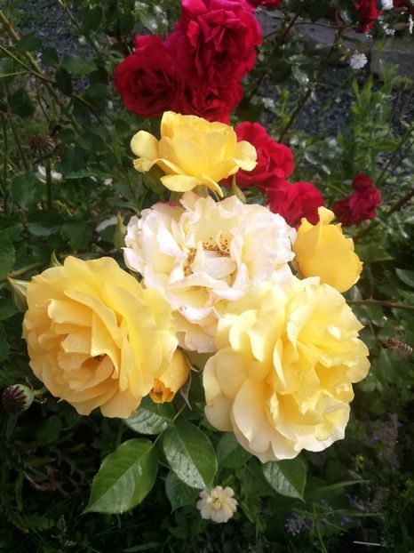 Julia child 2022 - Julia Child