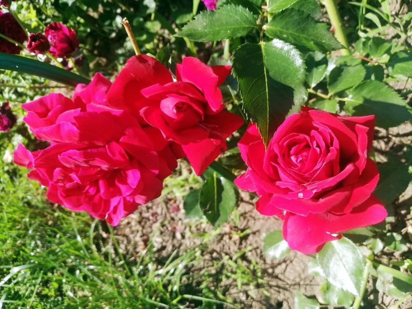 Kormun 2022 (2) - Kormun