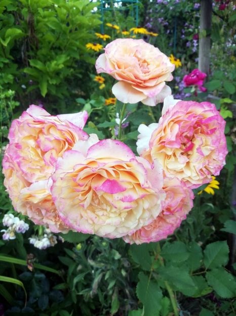 La villa cotta1 2022 - La villa cotta