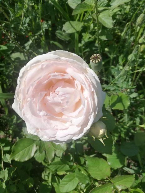 Palais Royal 2022 (2) - Palais Royal