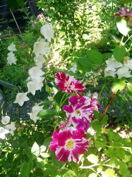 Purple Splash urc 2022 (2) - Purple Splash