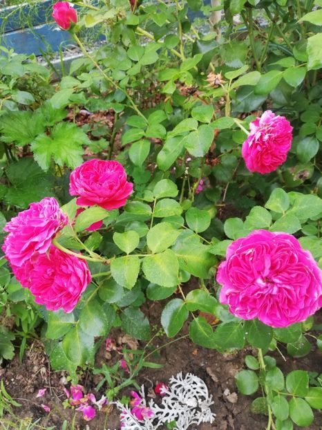 Red L.da Vinci 2022 - Red Leonardo da Vinci