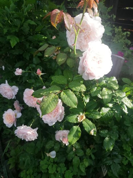 rose de tolbiac urc 2022 - Rose de tolbiac