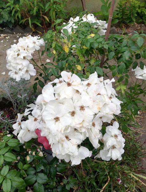 Sally Holmes1 2022 - Sally Holmes