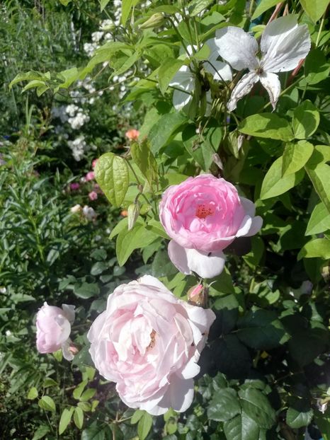 scepter'd isle 2022 - Scepter d Isle