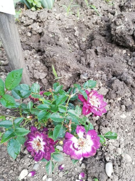 Toscana 2022 - Toscana