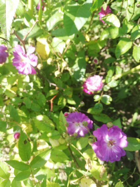 veilchenblau 2022 - Veilchenblau