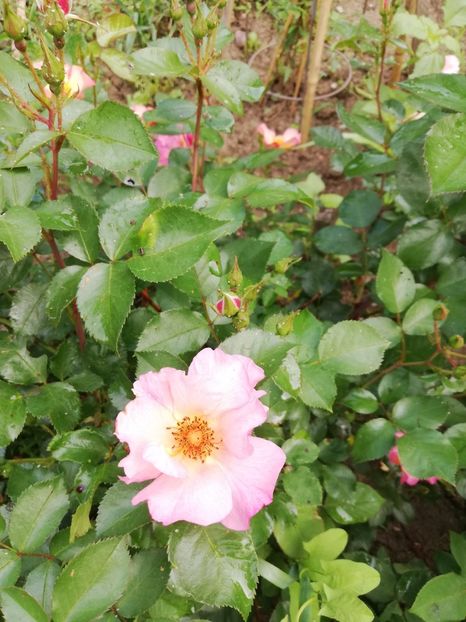 Yann Arthie2 2022 - Yann Arthus