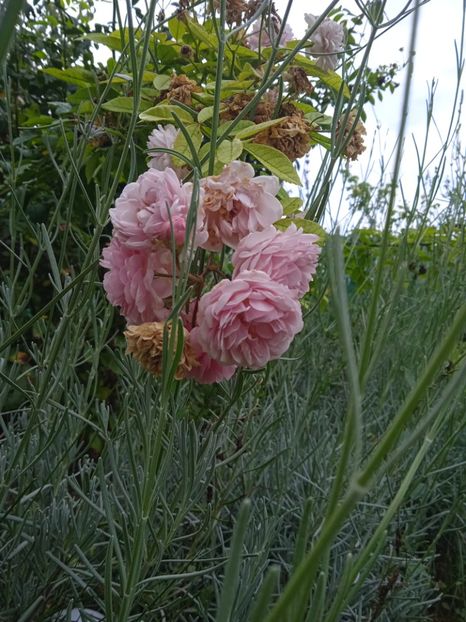  - Flori in octombrie 2022