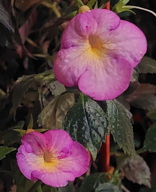  - SWEET GIANT