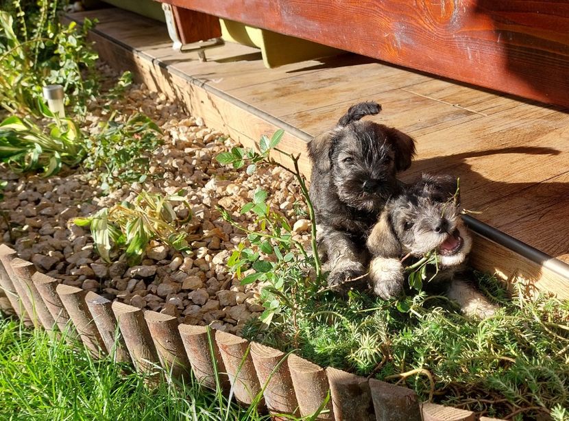  - Schnauzer pitic de vânzare