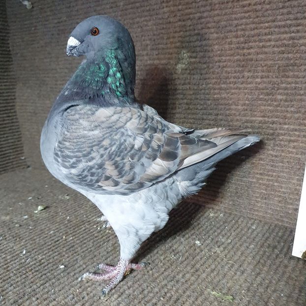 Mascul 2022 Ro 10205 - Pui 2022