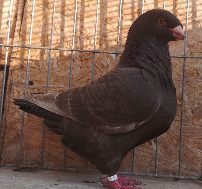 0-1 2021 - AGH vanduti