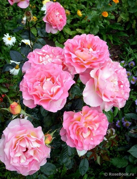 Pink Paradise 100 - DE VANZARE 2022