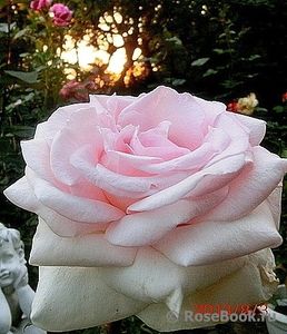 Prince Jardinier 120 - DE VANZARE 2022