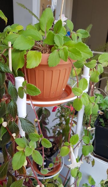 Alsobia- are doar o floare deocamdata - Alte plante de interior