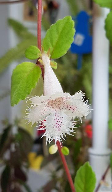 Alsobia- nu a mai inflorit demult - Alte plante de interior