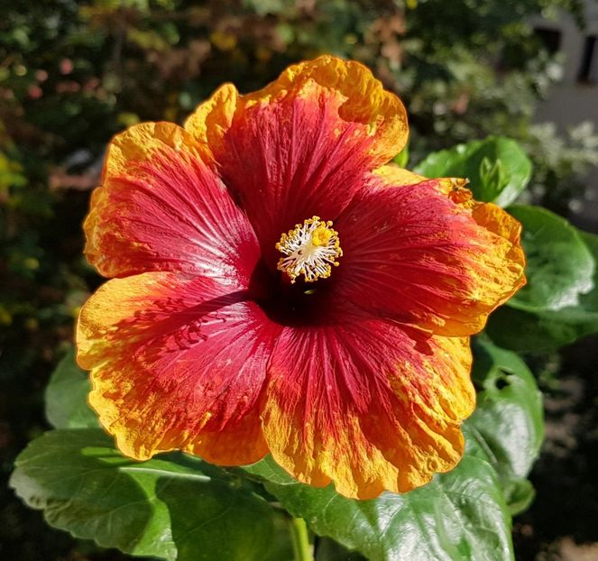  - Hibiscusi