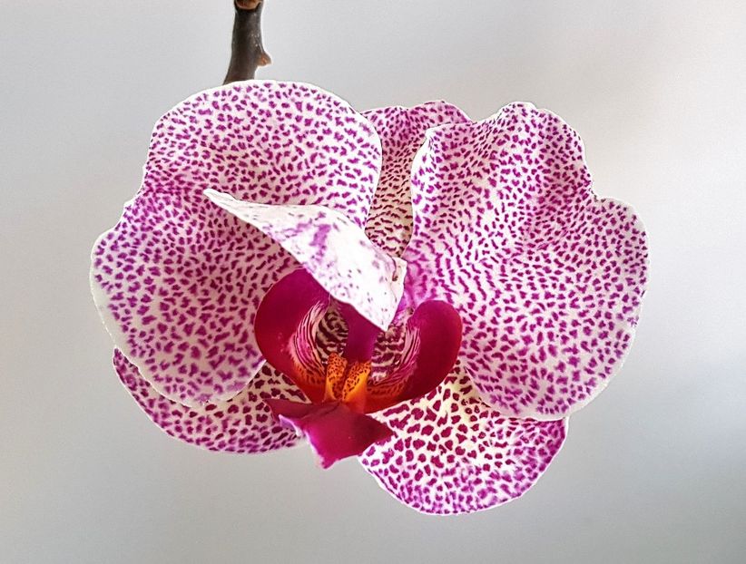 - Phalaenopsis 2