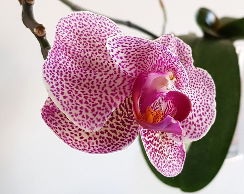  - Phalaenopsis 2