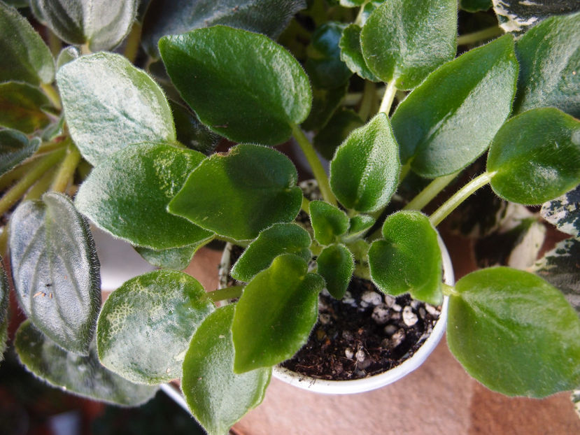 PA051010 - N Noch Nezhna