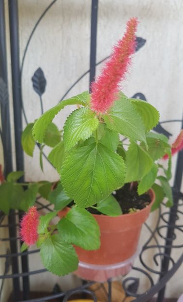 Acalipha - Plumbago- jasminum azoricum -acalipha