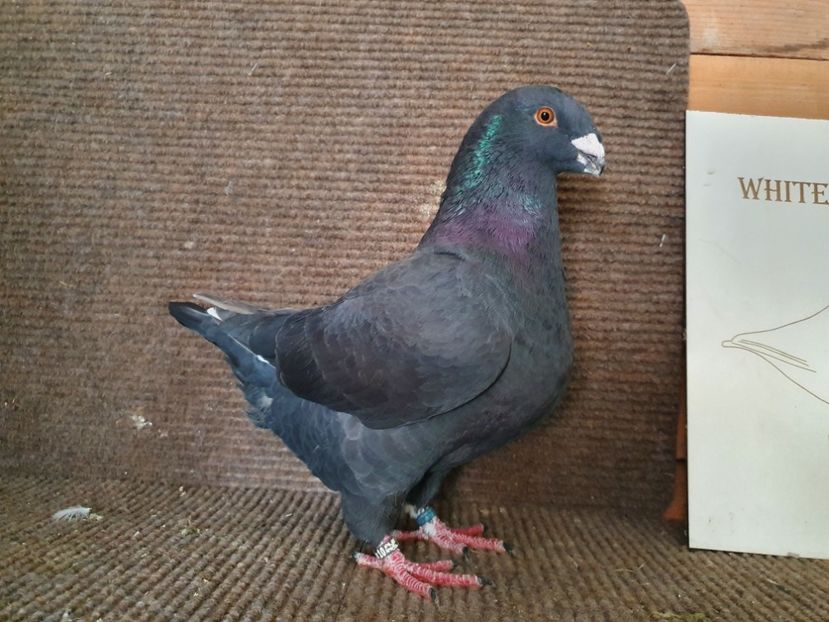 Mascul 2022 Ro 10313 - Pui 2022