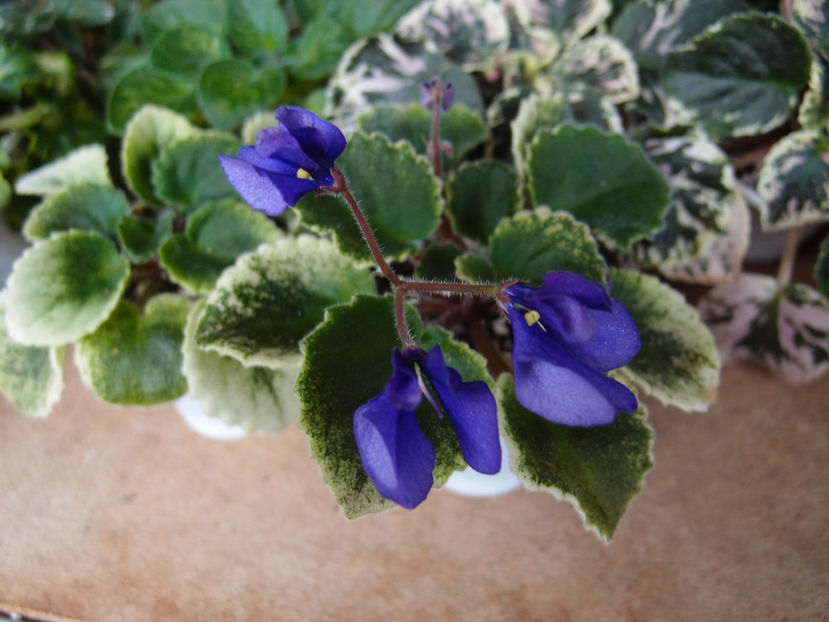 Vi Freedom - a a Ghiceste varietatea 2022 recapitulare