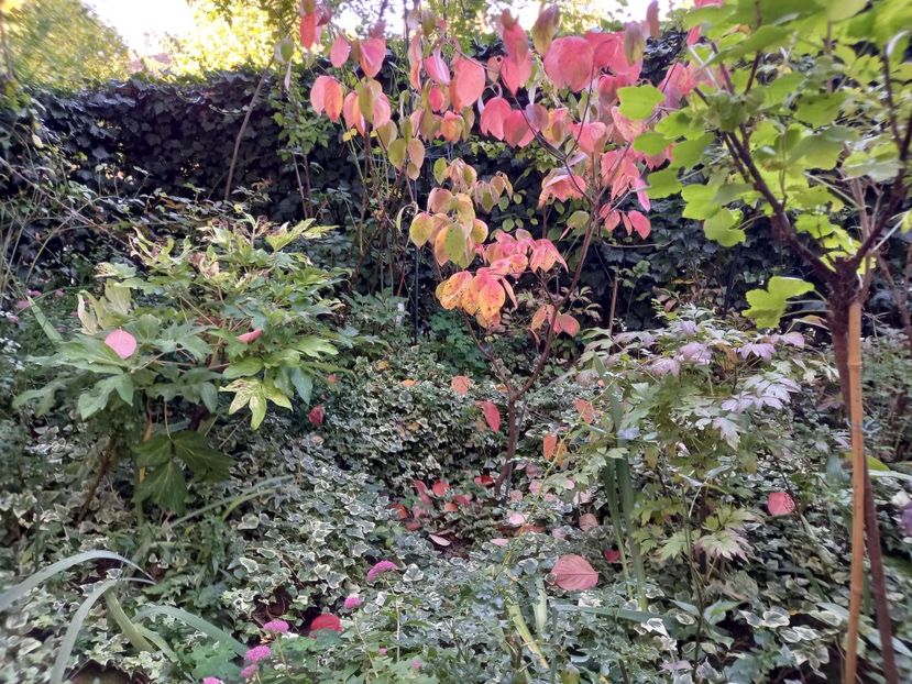 în fața casei - Grădina 2022 continuare 4