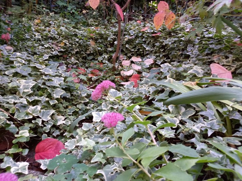 Sedum telephium - Grădina 2022 continuare 4