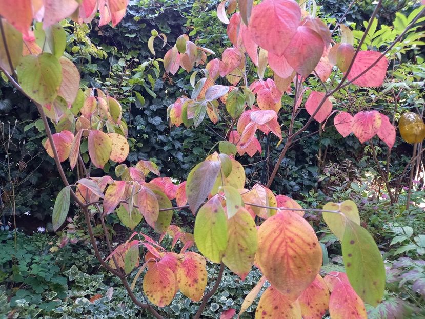  - Grădina 2022 continuare 4