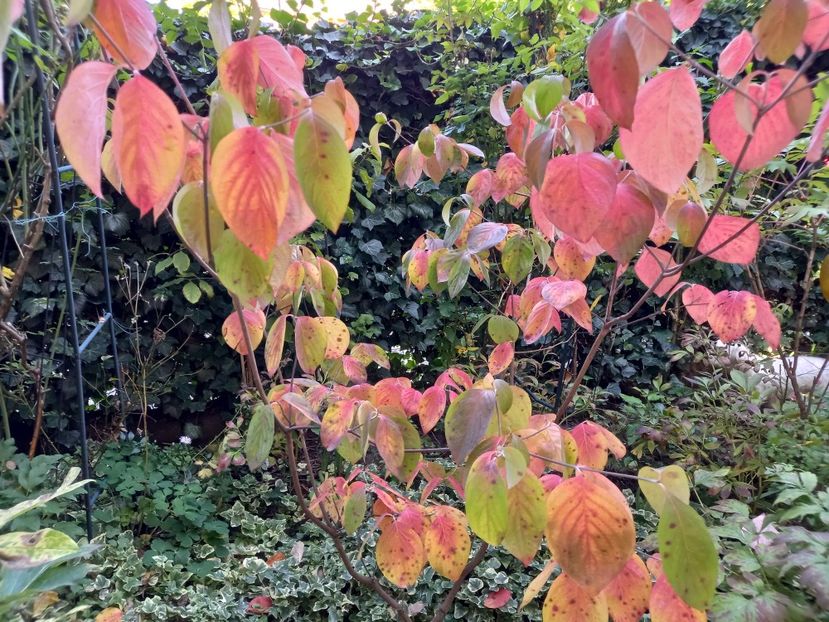 Cornus florida "Cloud Nine" - Grădina 2022 continuare 4