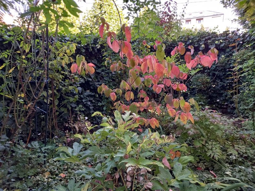  - Grădina 2022 continuare 4