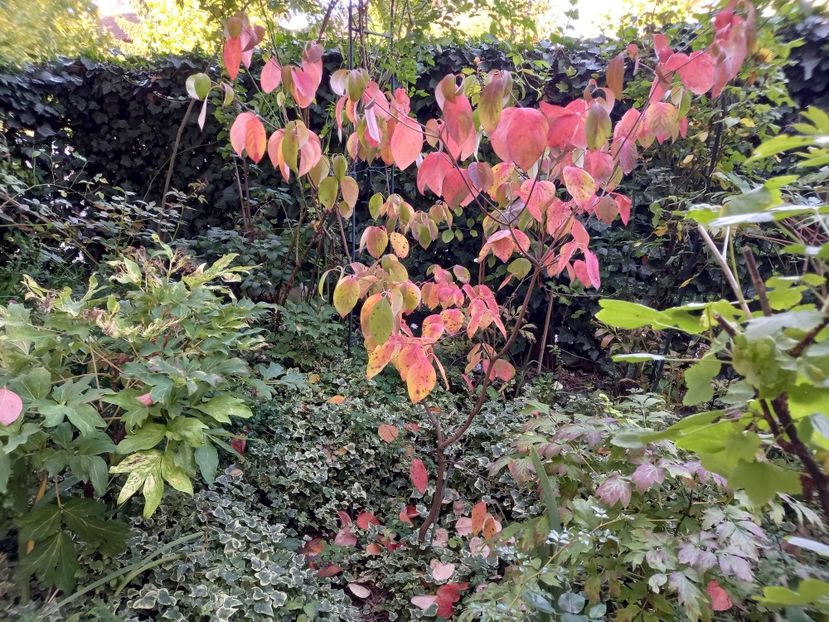  - Grădina 2022 continuare 4