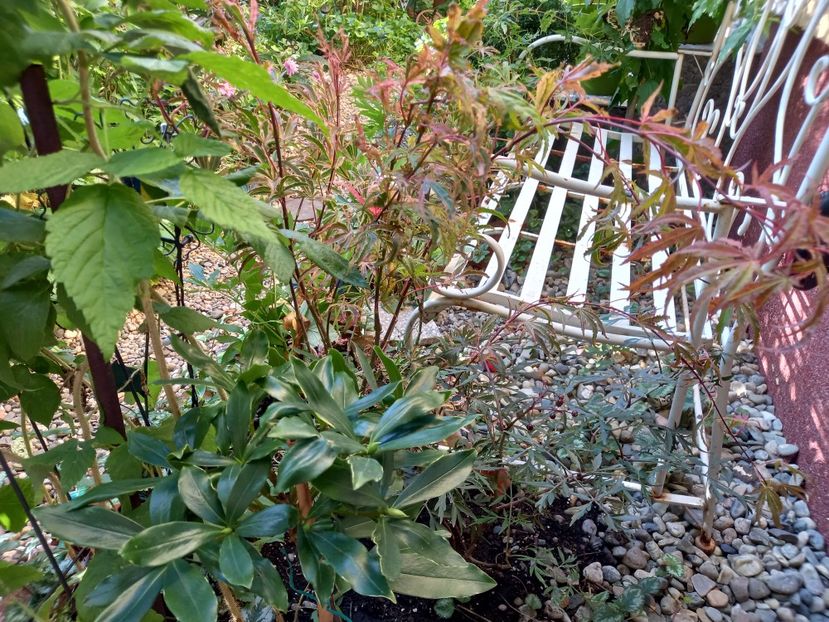  - Grădina 2022 continuare 4