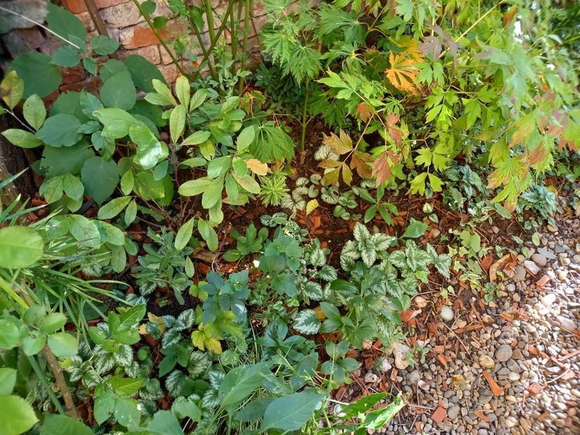  - Grădina 2022 continuare 4