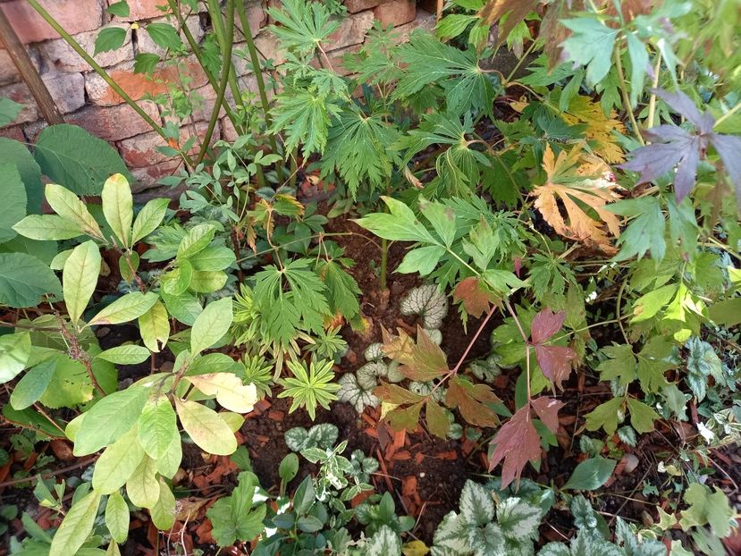  - Grădina 2022 continuare 4