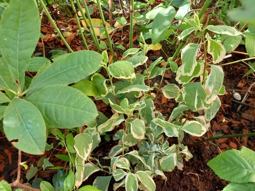 Philadelphus Variegatus - Grădina 2022 continuare 4