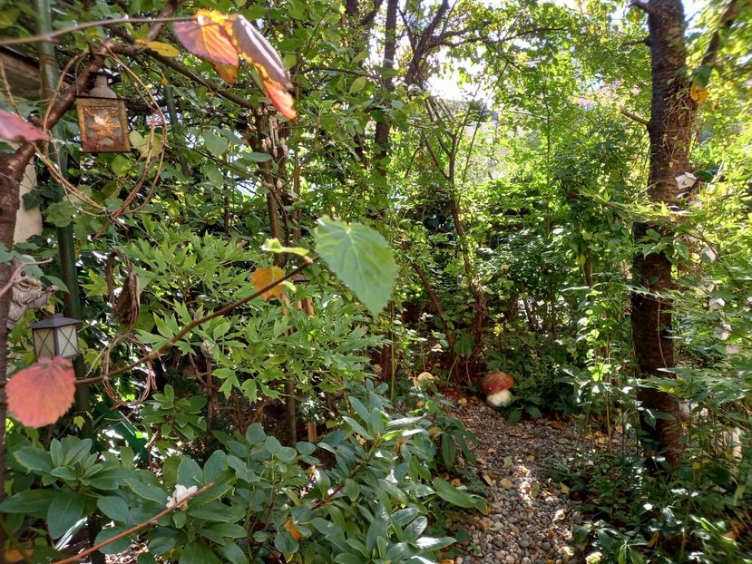  - Grădina 2022 continuare 4