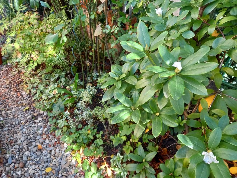  - Grădina 2022 continuare 4